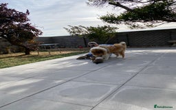 Rough Collie dogs for sale: ROUGH COLLIE  SABLE AND WHITE MALE PUPPIES - Image 22