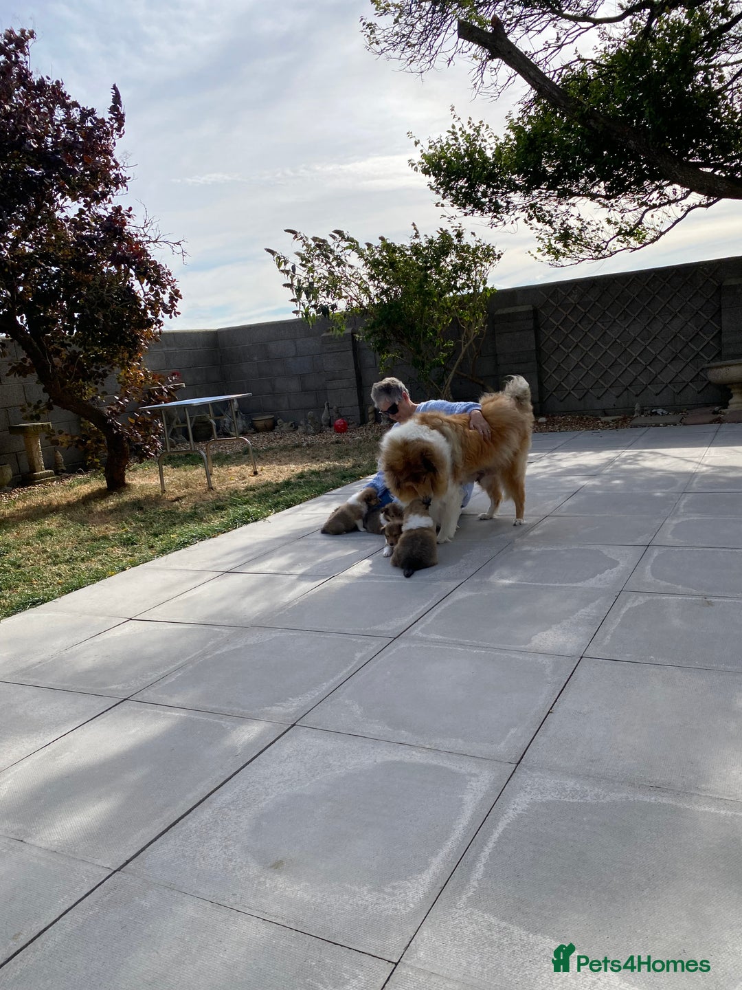Rough Collie dogs for sale: ROUGH COLLIE  SABLE AND WHITE MALE PUPPIES - Image 22