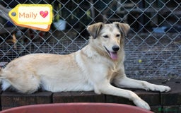 Mixed Breed dogs for adoption: 💙🐶 NICK AND MAILY 🐶💖 - Image 2