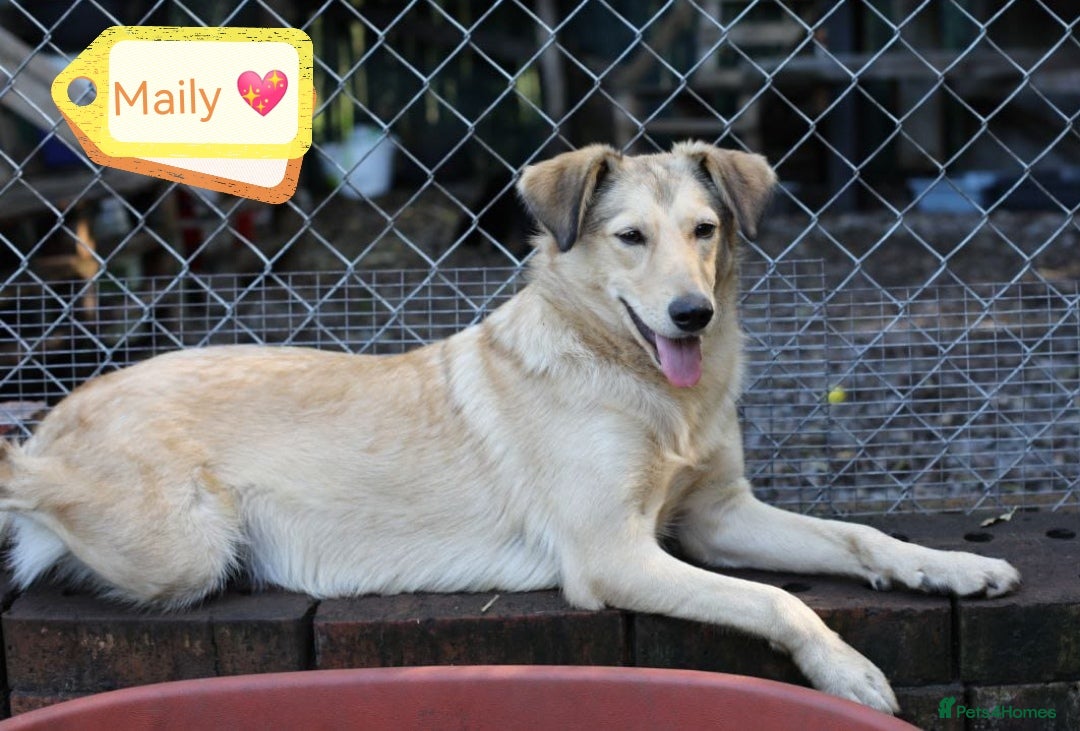 Mixed Breed dogs for adoption: 💙🐶 NICK AND MAILY 🐶💖 - Image 2