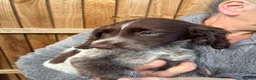 Sprocker dogs for sale: Beautiful boy sprocker spaniels  in Maidstone - Advert 11