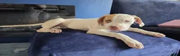 Mixed Breed dogs for sale: Beautiful mastiff puppies - Advert 12