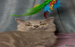 British Shorthair cats for sale: Blue & Fawn Boys & Girls - Image 22