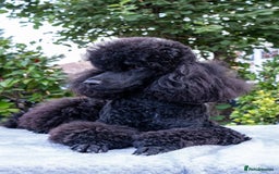 Miniature Poodle dogs for sale: Meet Joe Black - the perfect Miniature Poodle - Image 5