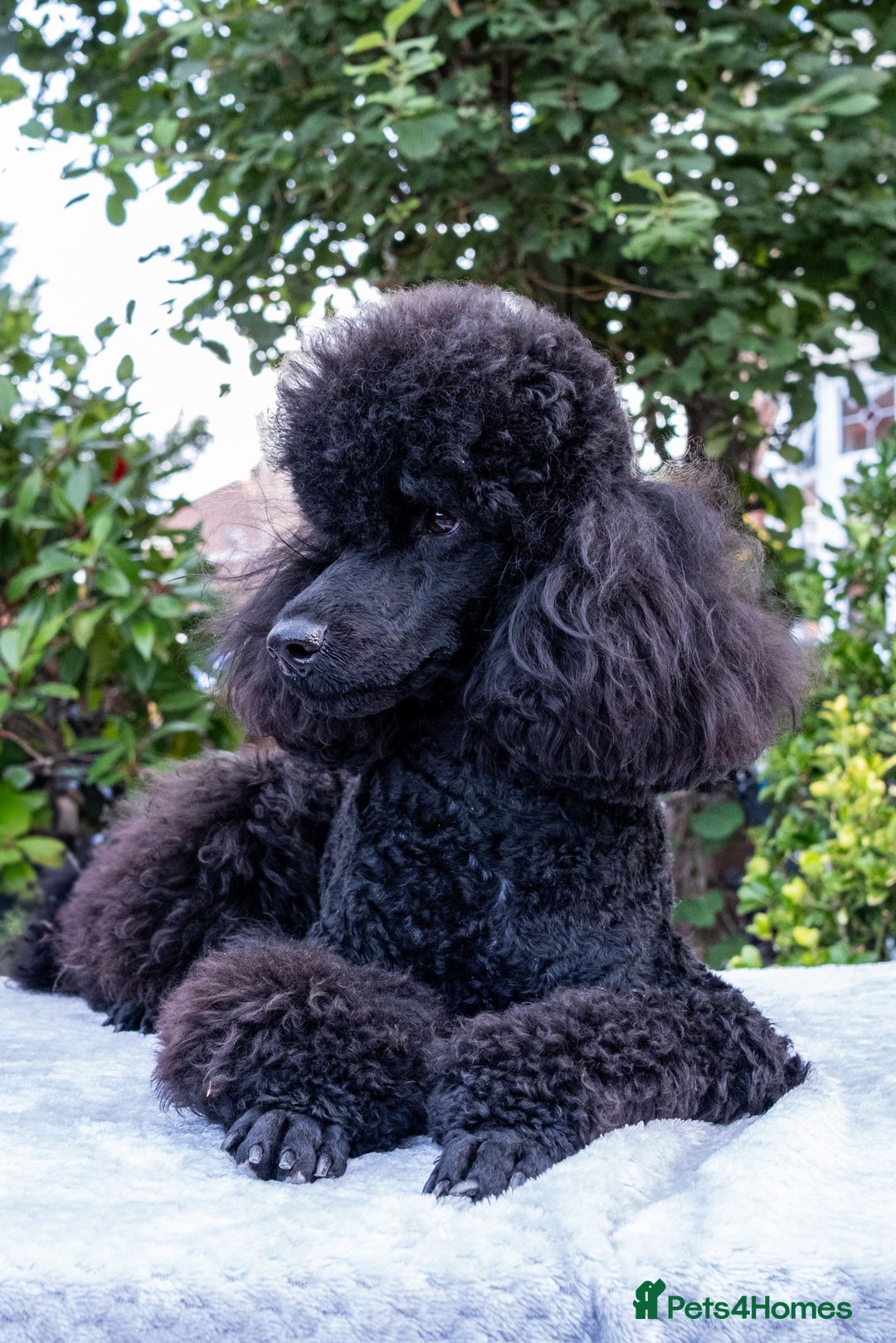 Miniature Poodle dogs for sale: Meet Joe Black - the perfect Miniature Poodle - Image 5