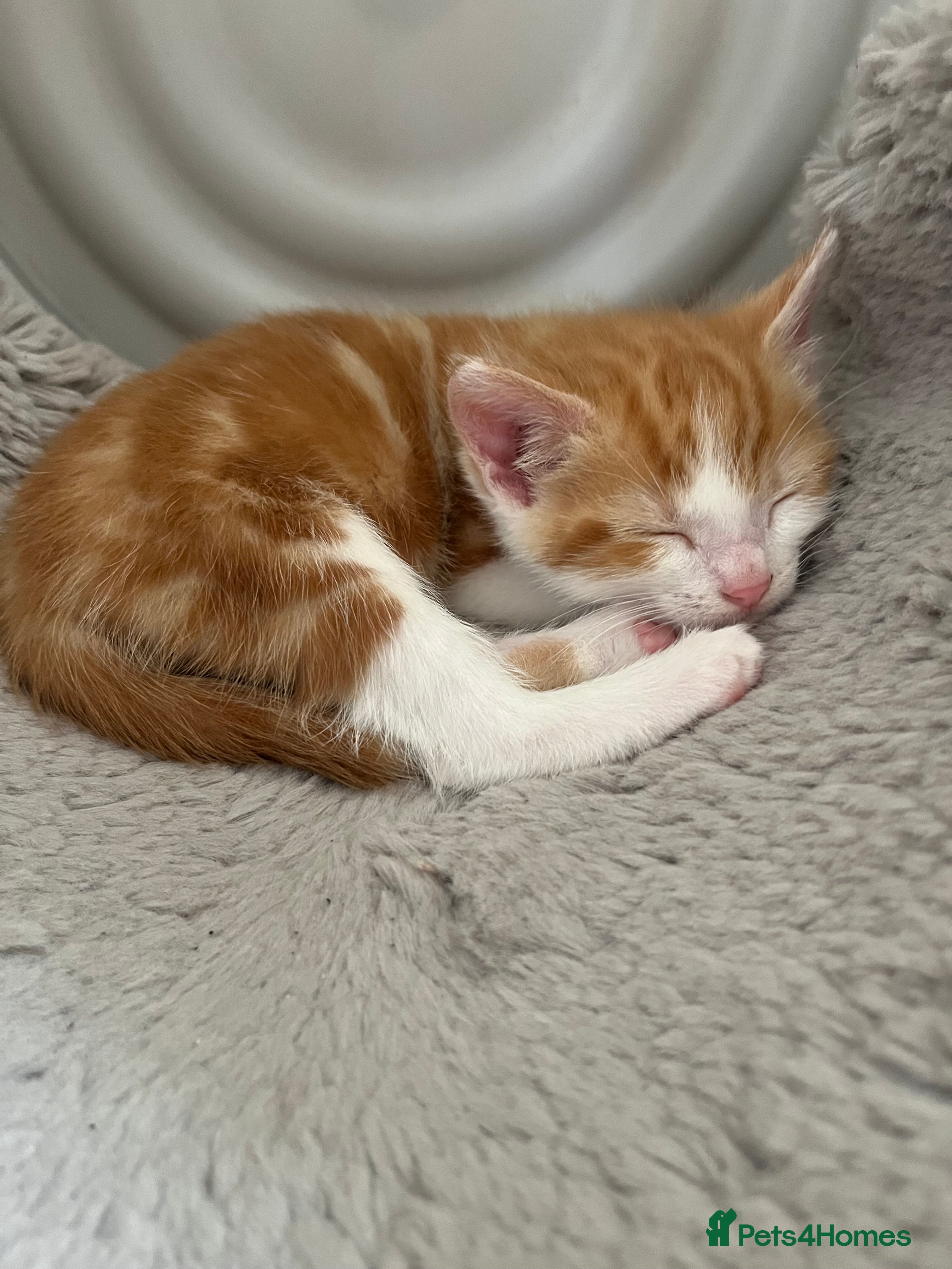 Mixed Breed cats for sale: 6 friendly and playful kittens - Advert 21