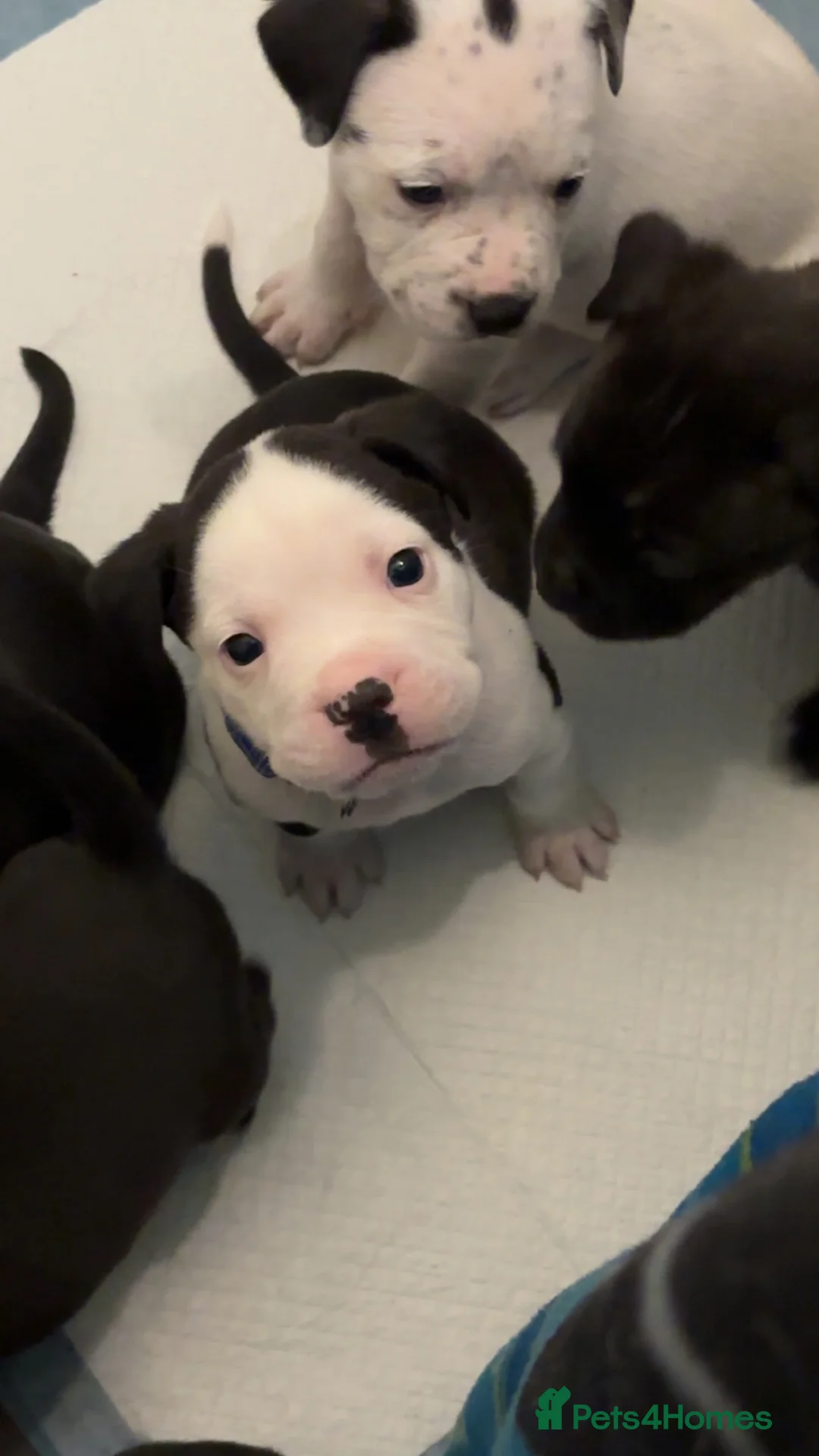 Mixed Breed dogs for sale: 4 month old puppy - Advert 2