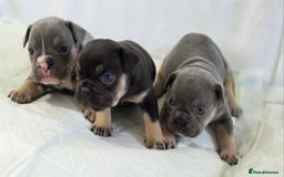 French Bulldog dogs for sale: TOP QUALITY KC REG FRENCHIES AVAILABLE  - Image 6