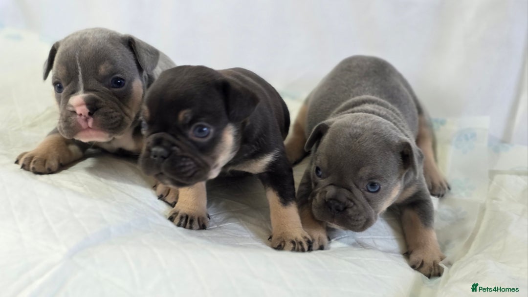 French Bulldog dogs for sale: TOP QUALITY KC REG FRENCHIES AVAILABLE  - Image 6