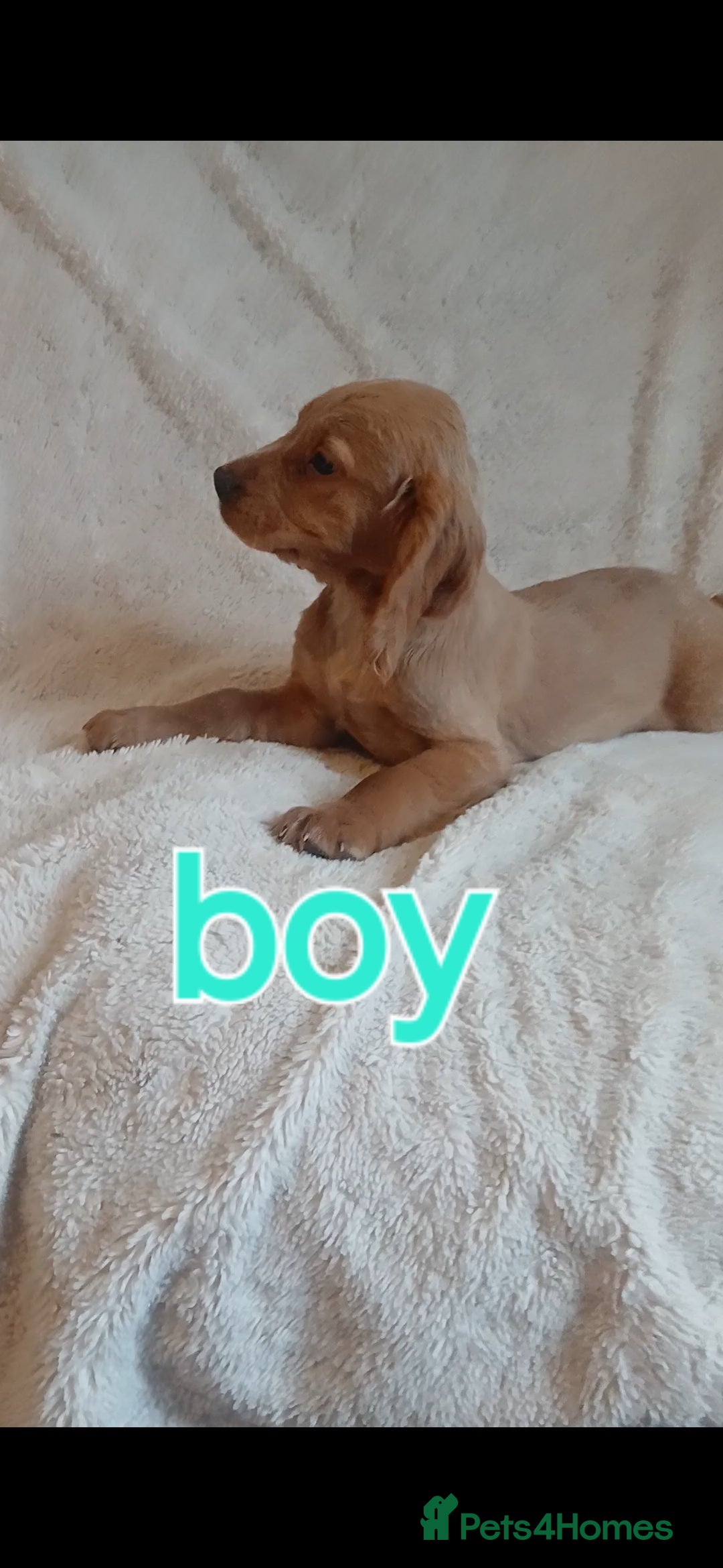 Cocker Spaniel dogs for sale: Cocker puppies fully jabbed ready now  - Image 4