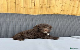 Mixed Breed dogs for sale: Australian Goldendoodles stunning BOYS ONLY   - Image 8
