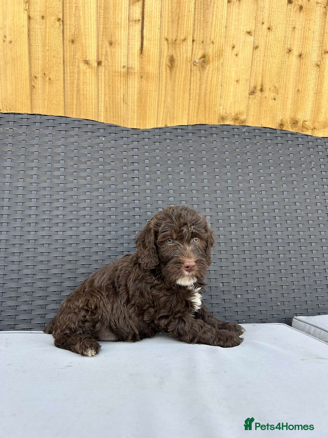 Mixed Breed dogs for sale: Australian Goldendoodles stunning BOYS ONLY   - Image 8