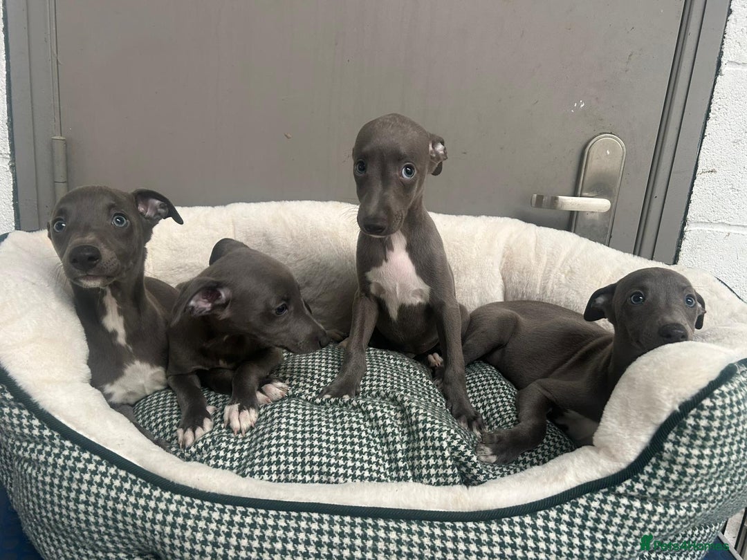 Whippet dogs for sale: Top Quality KC Reg Blue Whippet Puppies - Image 9