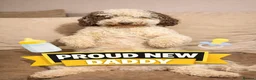 Cockapoo dogs for sale: Miniature cockapoos  - Advert 5