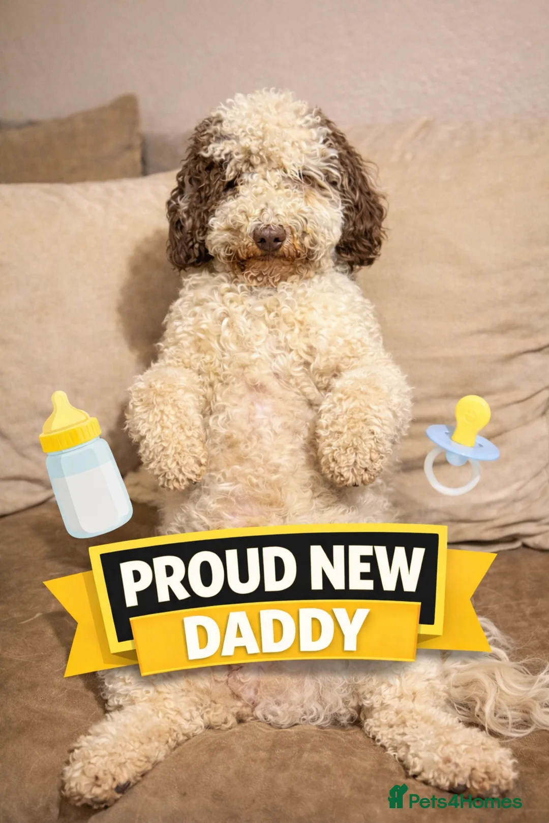 Cockapoo dogs for sale: Miniature cockapoos  - Advert 5