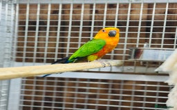 Conures birds for sale: Jandaya conure  - Advert 5