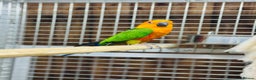 Conures birds for sale: Jandaya conure  - Advert 1