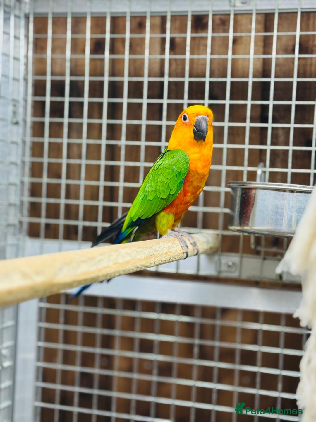 Conures birds for sale: Jandaya conure  - Advert 5