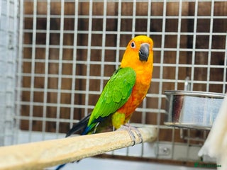 Conures birds Jandaya conure - Advert 4