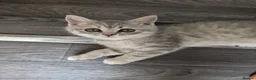 British Shorthair cats for sale: British shorthair - Advert 7