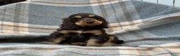 Cocker Spaniel dogs for sale: Adorable kc reg show cocker spanial  - Advert 8