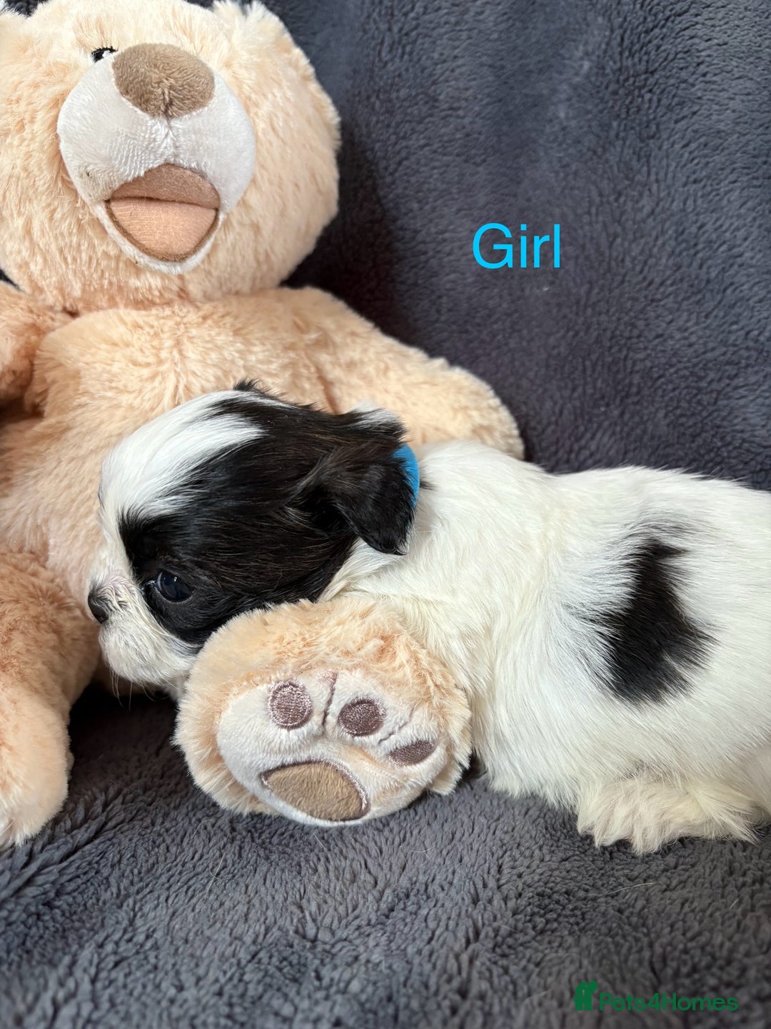 Shih Tzu dogs for sale: 6 beautiful shih tzu - Image 6