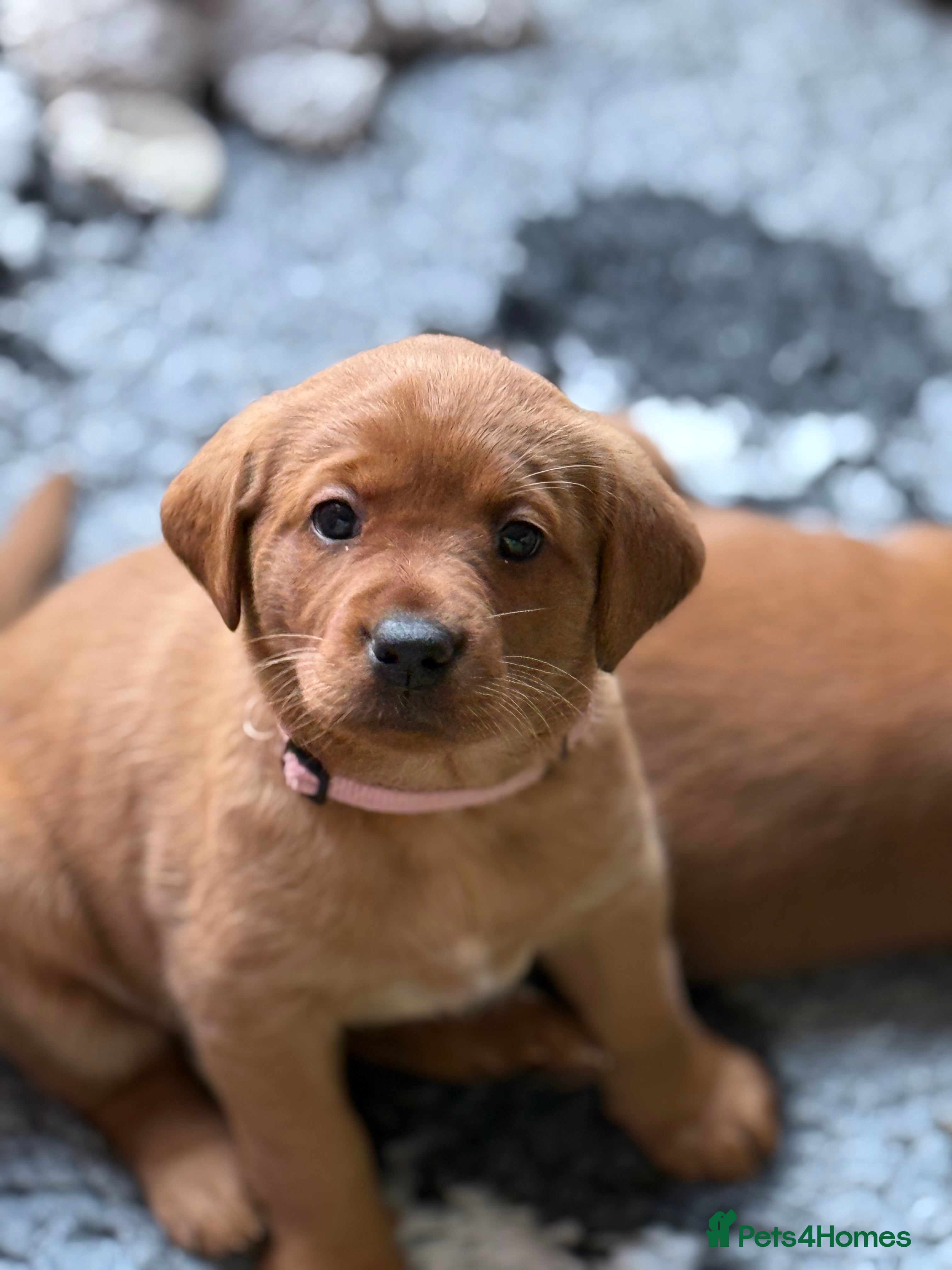 Labrador Retriever dogs Just a beautiful litter Deep reds  - Advert 8