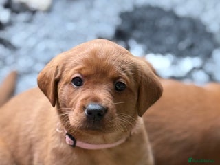 Labrador Retriever dogs Just a beautiful litter Deep reds - Advert 8