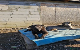 Shar Pei dogs for adoption: LIPA - a Superb, limping Girl, for a Loving Home - Image 6