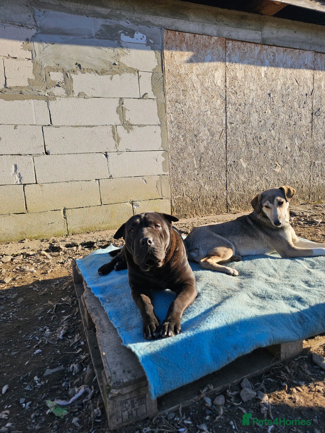 Shar Pei dogs for adoption: LIPA - a Superb, limping Girl, for a Loving Home - Image 6