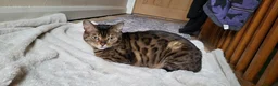 Bengal cats for sale: TICA,pedigree,  bengal girl - Advert 4