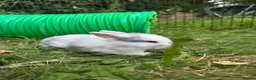 Mixed Breed rabbits for sale: 3 baby rabbits ready for reservation  - Advert 3