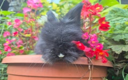 Angora rabbits for sale: The cutest black beauties 🖤 - Image 15