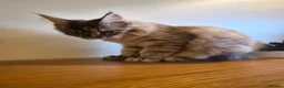 Maine Coon cats for sale: 😻 Blue Tabby Maine Coon XXL Russian Line Female  - Advert 10