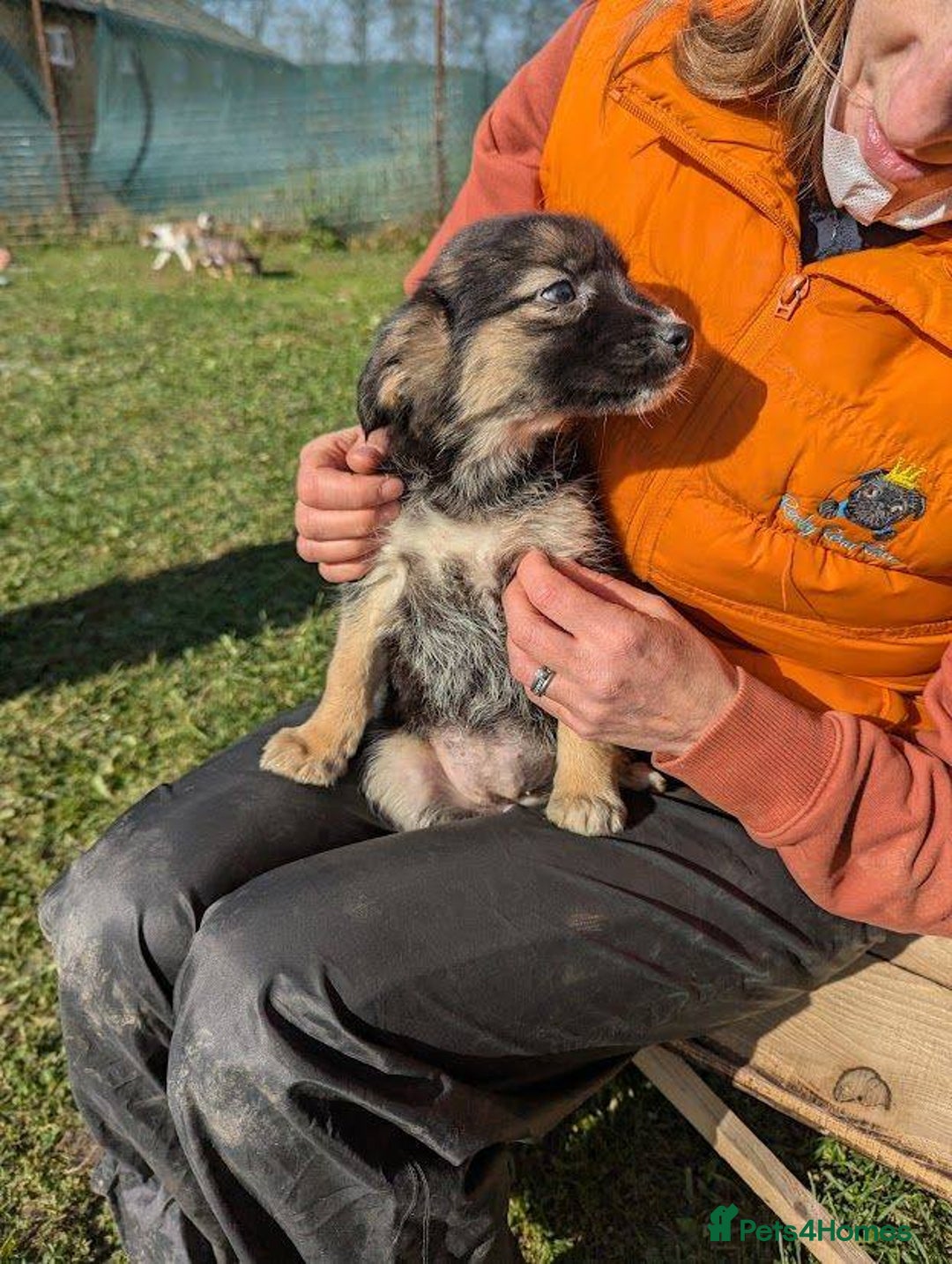 Mixed Breed dogs for adoption: Pocahontas for adoption - Advert 6