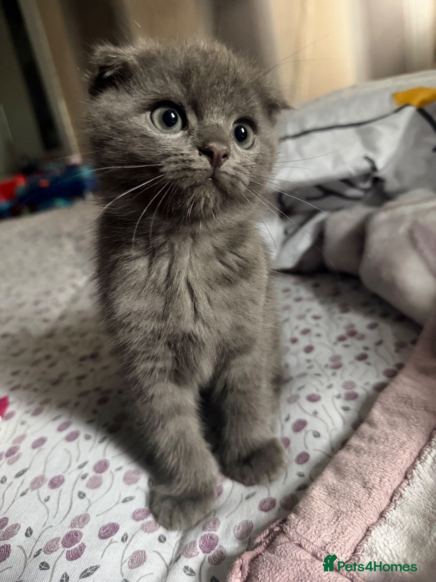Scottish Fold cats TODAY OFFER‼️STUNNING LAST GREY FEMALE  - Advert 1