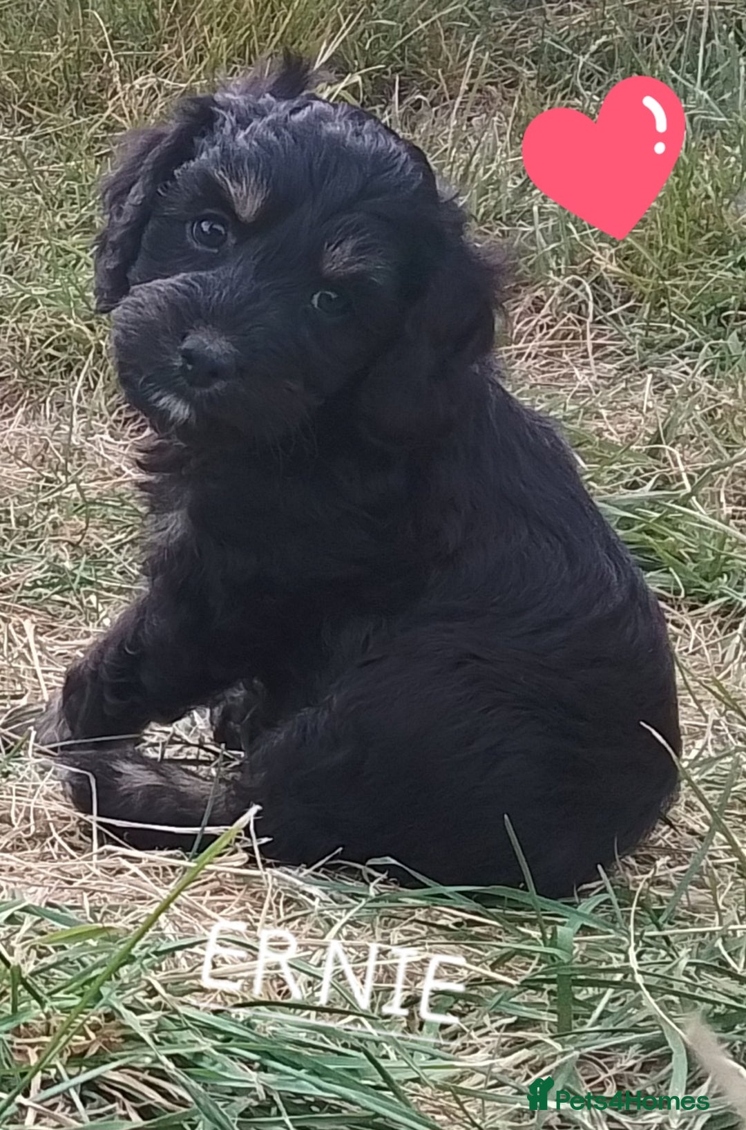 American Cocker Spaniel dogs for sale: SIX SNUGGLE MUFFINS AMERICAN COCKER, TOY POODLE - Image 23