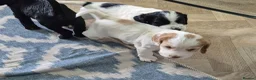 Cocker Spaniel dogs for sale: 5 beautiful cocker puppies - Advert 9