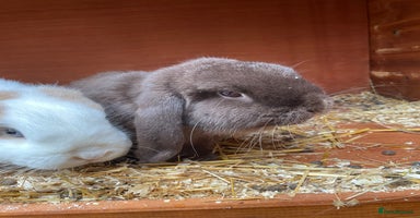 Mini Lop rabbits Mini lops for sale - Advert 2