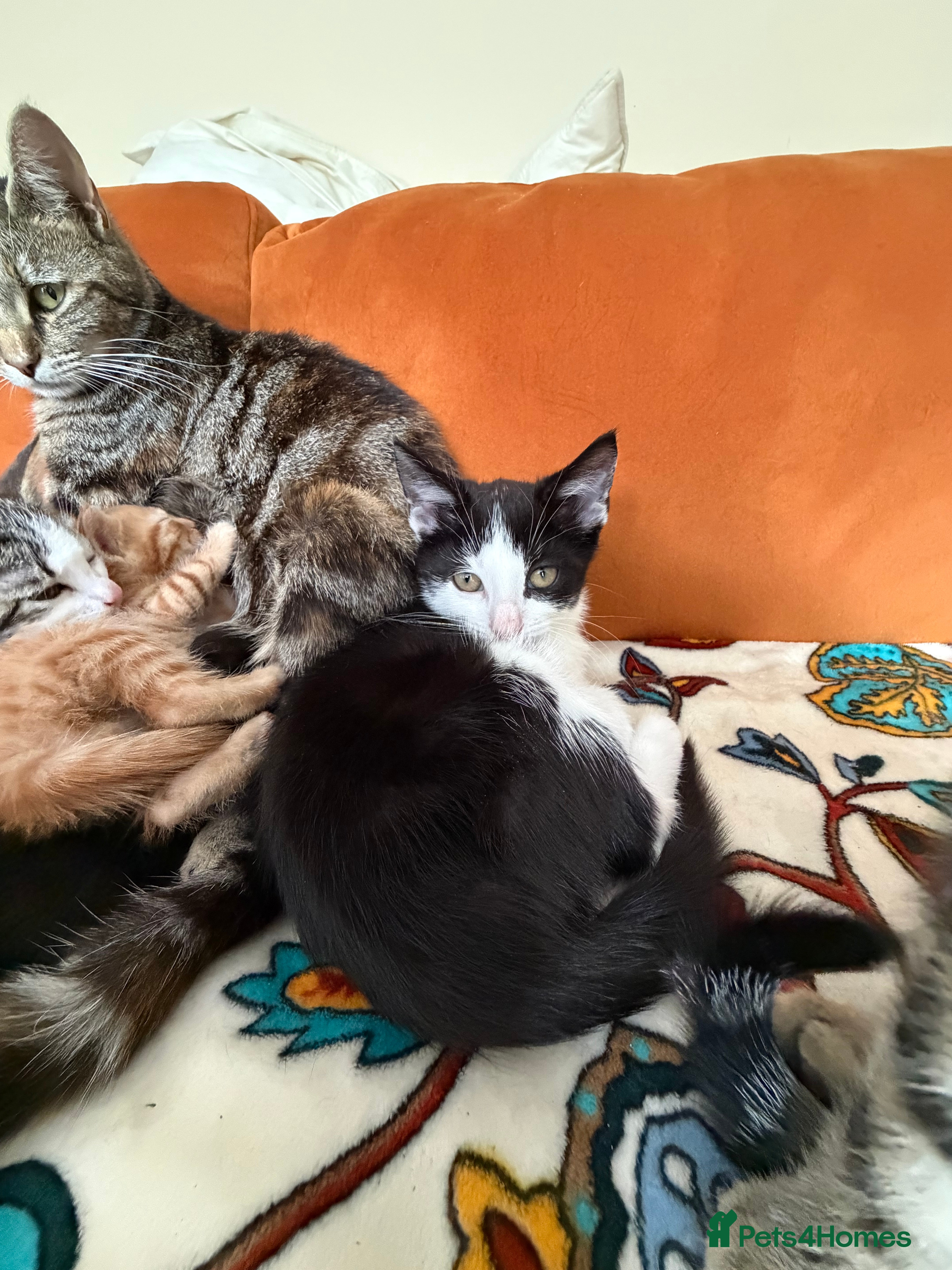 Mixed Breed cats 7 beautiful kittens ready from a loving home - Advert 2