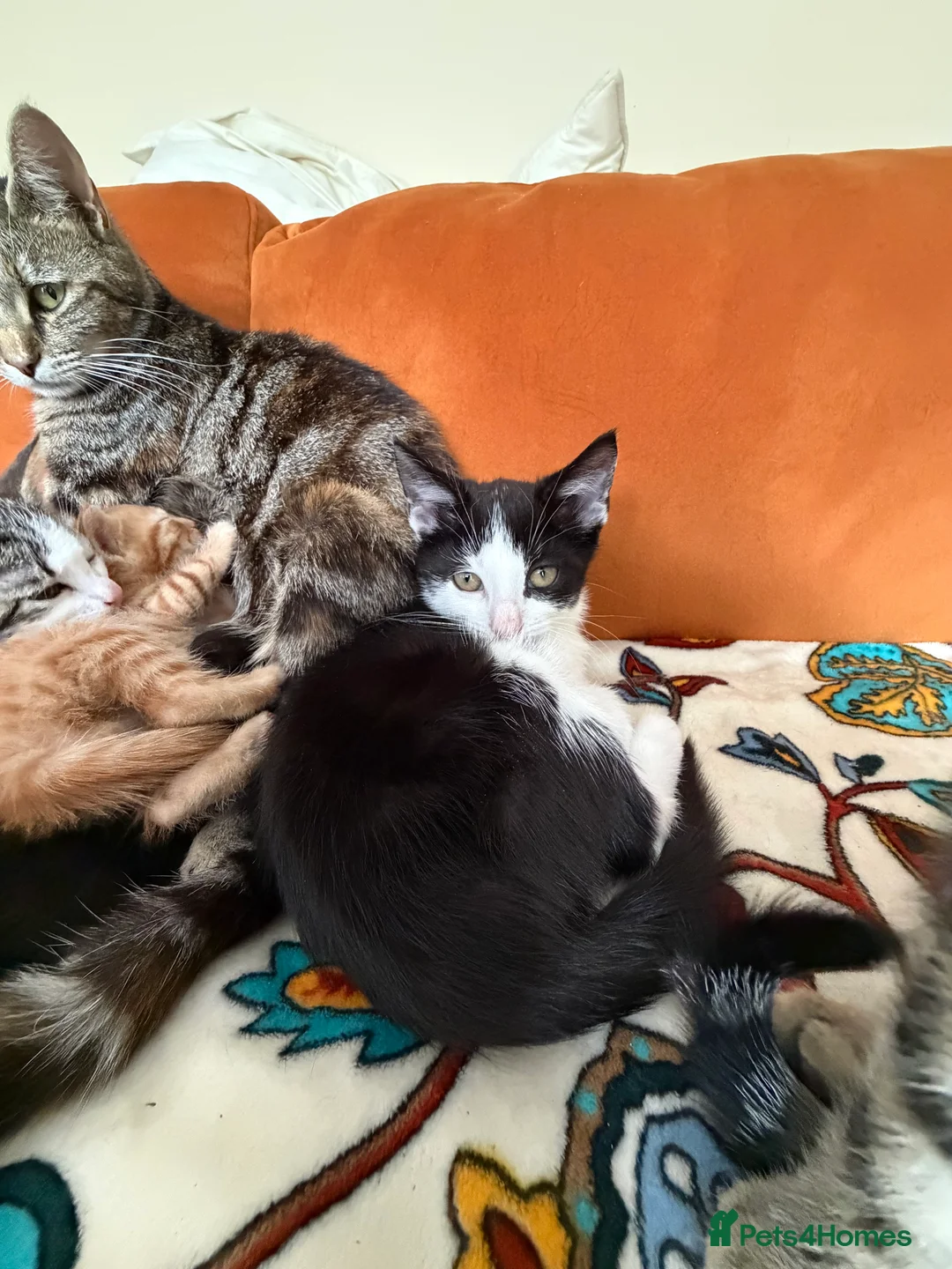 Mixed Breed cats for sale: 7 beautiful kittens ready from a loving home in Huddersfield - Advert 2