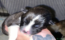 Akita dogs for sale: Beautiful American Akita Puppies  - Advert 12