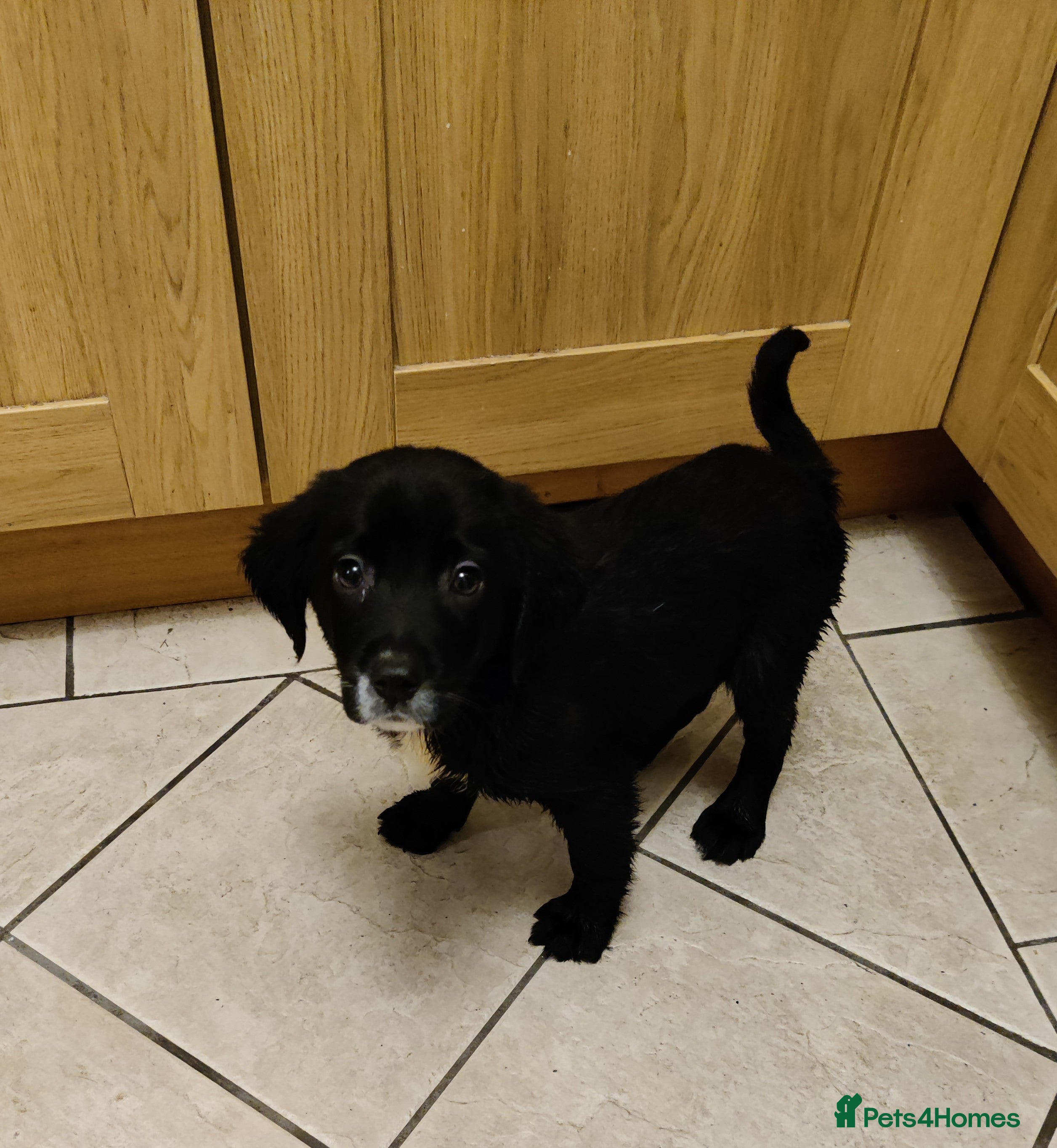 Springador dogs Springador Puppies [B&W / White][3F left/1M left] - Advert 5