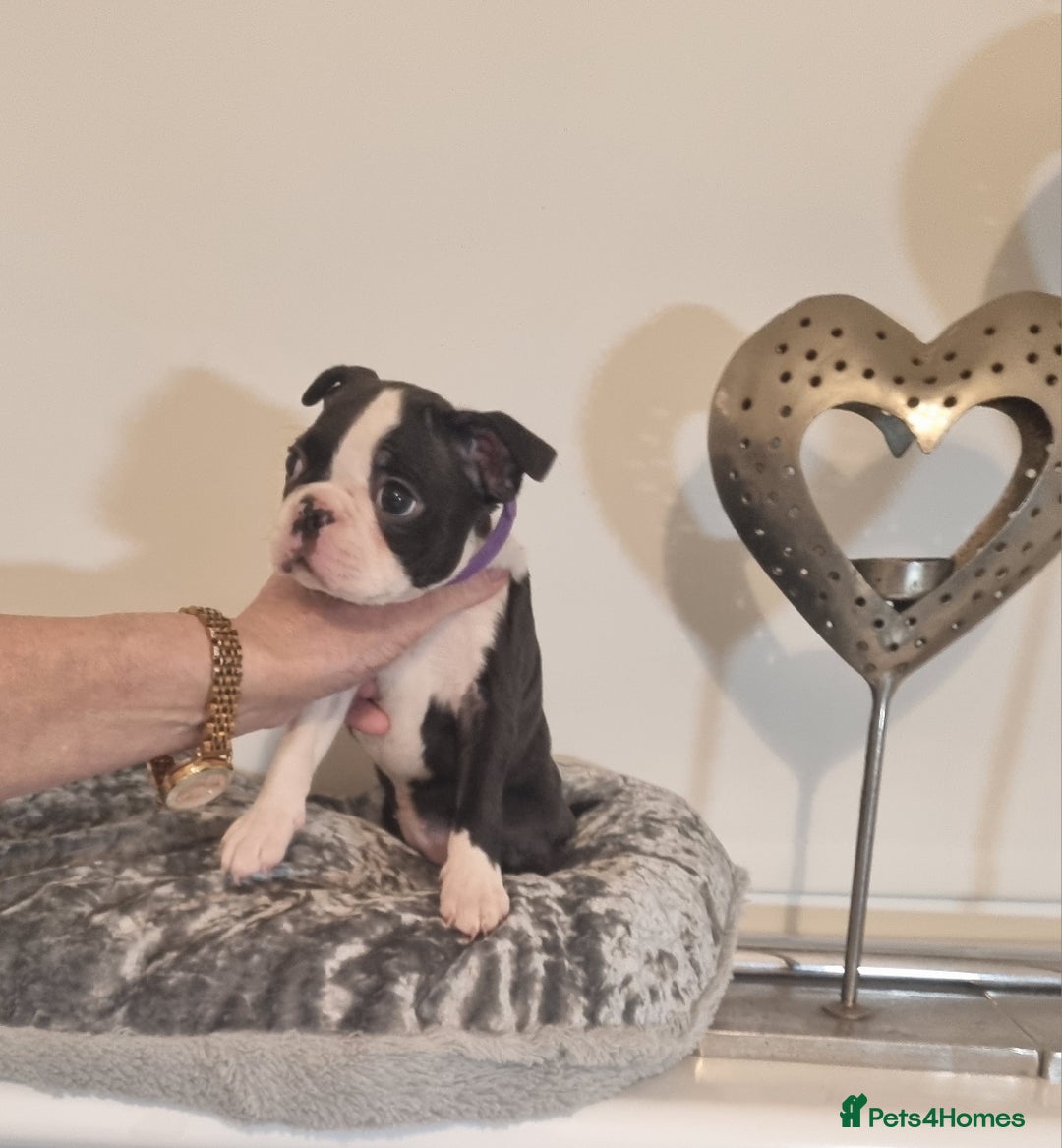 Boston Terrier dogs for sale: Boston Terrier Puppies  - Advert 30