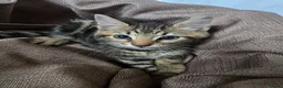 Mixed Breed cats for sale: Beautiful Bengal × British Shorthair Kittens - Advert 22