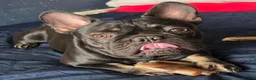 French Bulldog dogs for sale: Lovely boy french bulldog  - Advert 10