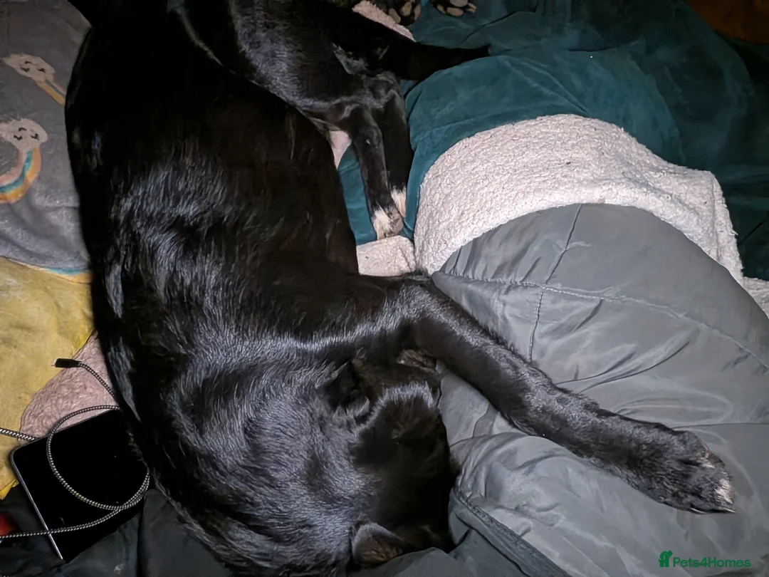 Mixed Breed dogs for sale: Heartbroken to Re-home  in Lampeter - Advert 2