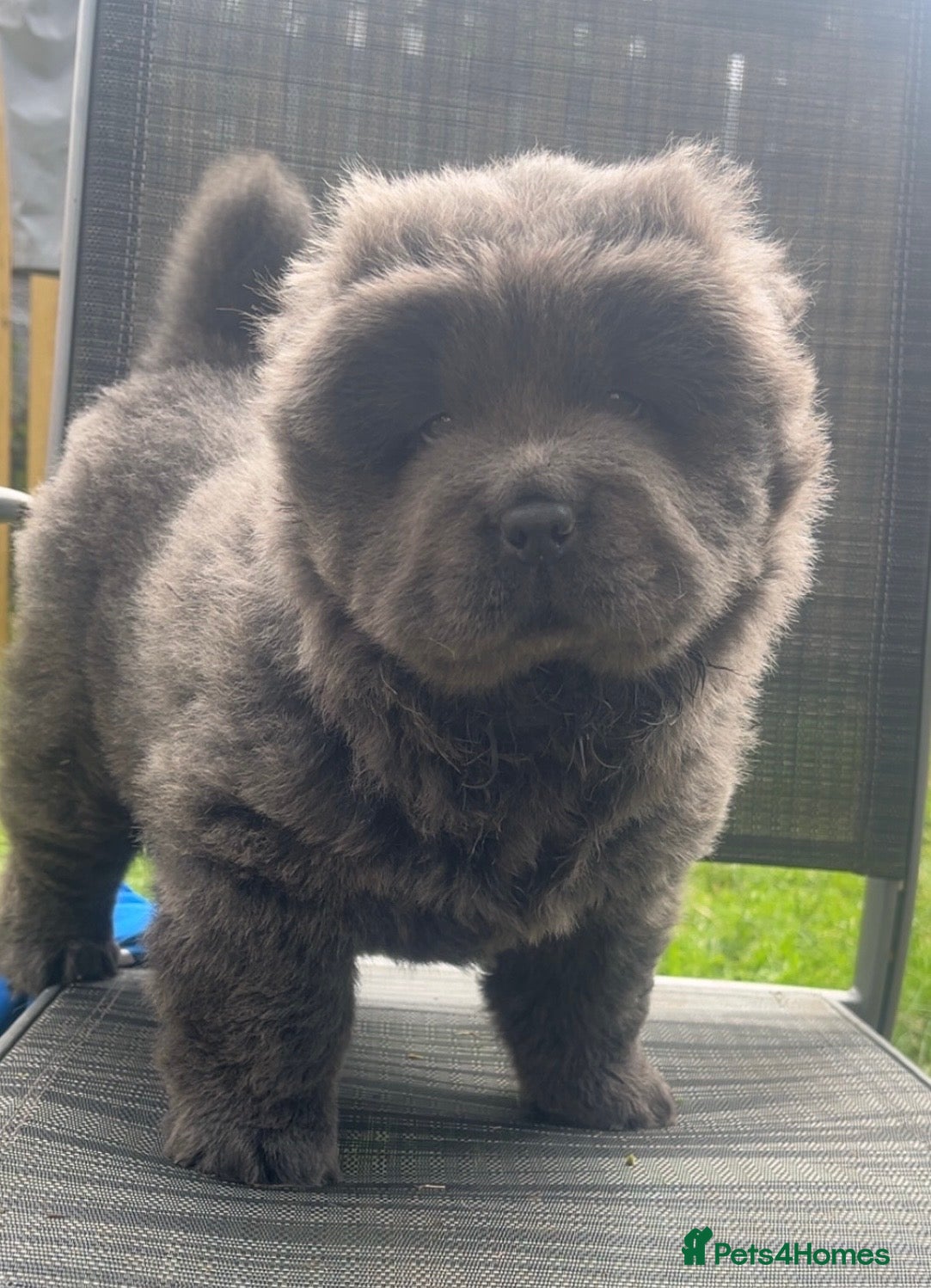 Chow Chow dogs 2 chow chow puppies  - Advert 17