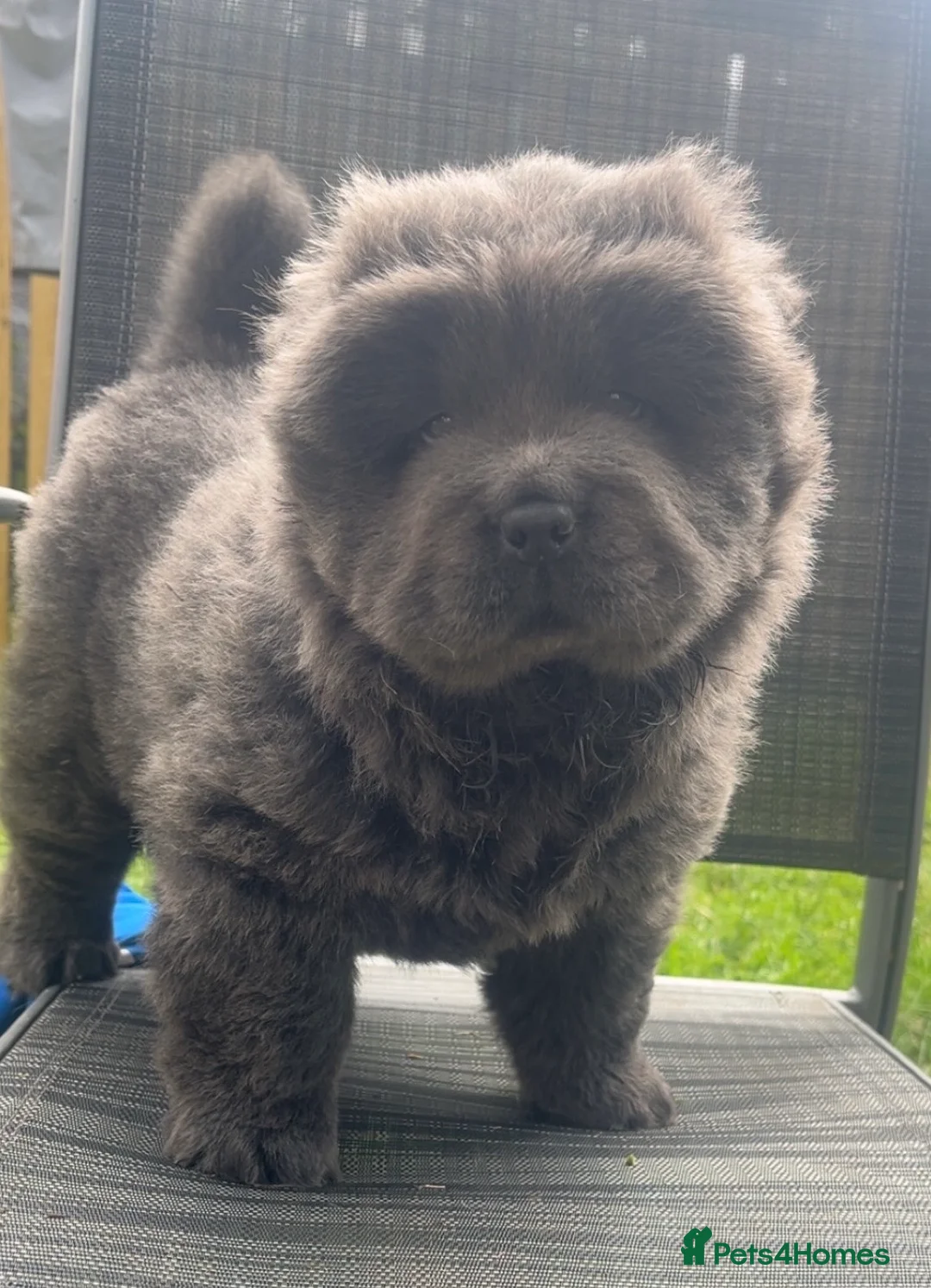 Chow Chow dogs for sale: chow chow male  - Advert 2