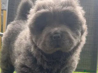 Chow Chow dogs 2 chow chow puppies - Advert 17